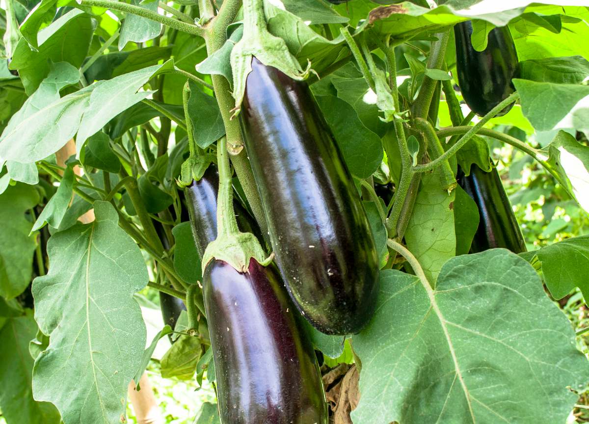 Formation en Culture de l'Aubergine