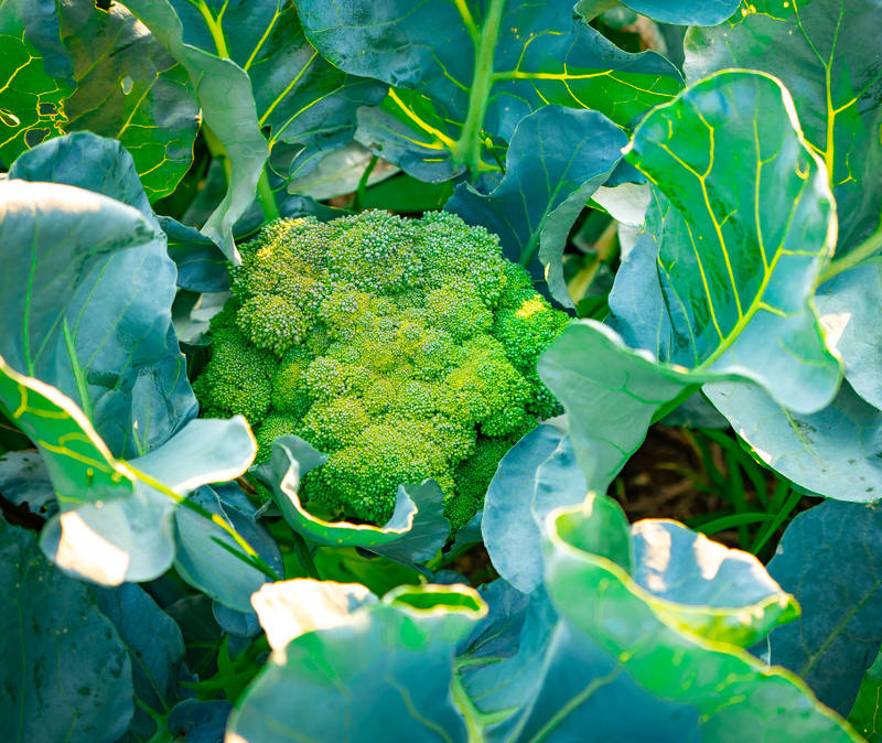 Formation en Culture du Brocoli