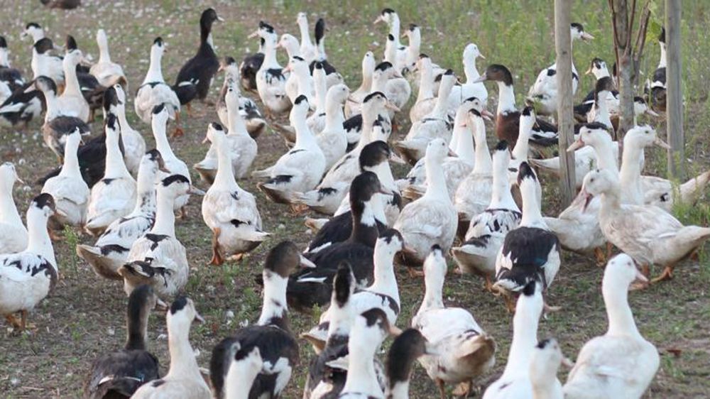 Formation en Élevage de Canards