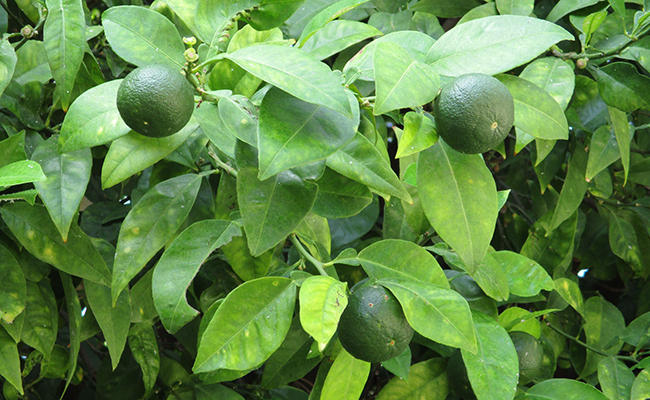 Formation en Culture du Citron Vert
