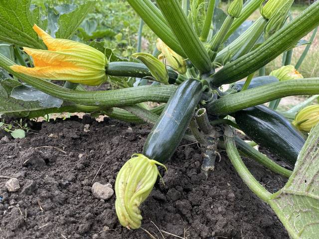 Formation en Culture de la Courgette