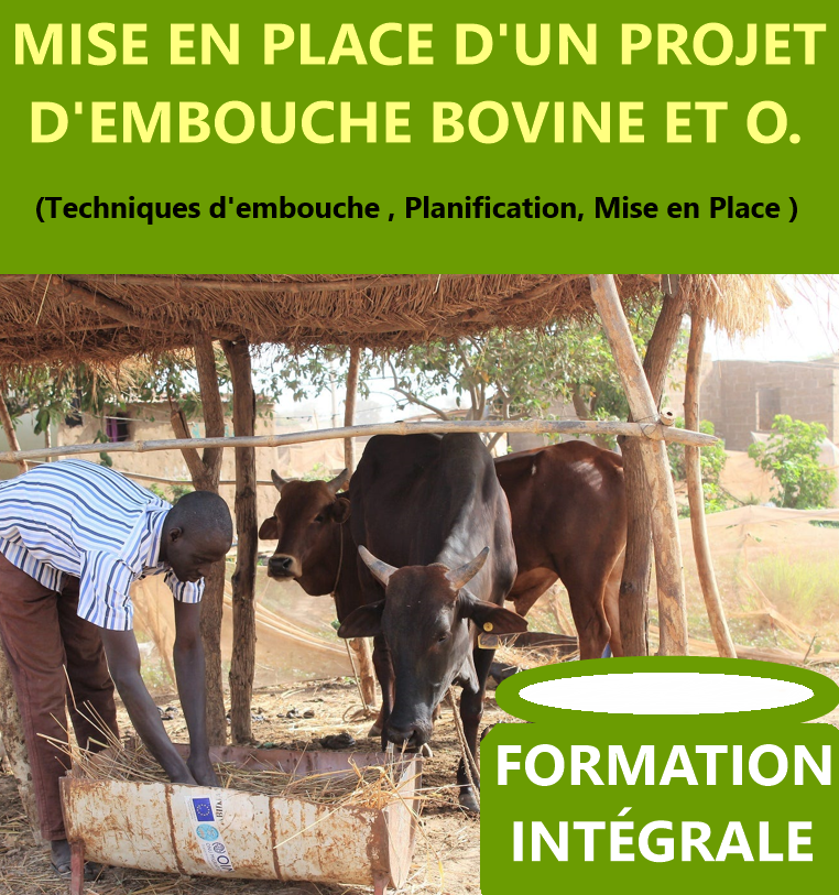 Formation en embouche bovine et ovine rentable