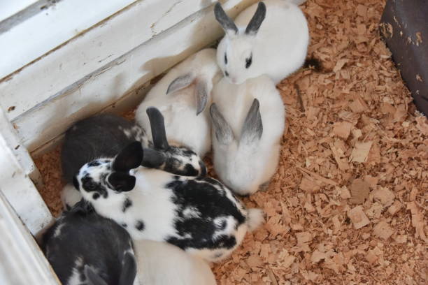 Formation en Élevage de Lapins