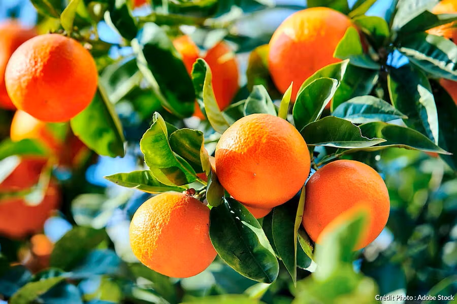 Formation en Culture de la Mandarine
