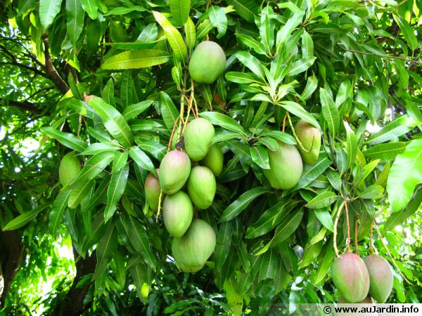 Formation en Culture de la Mangue