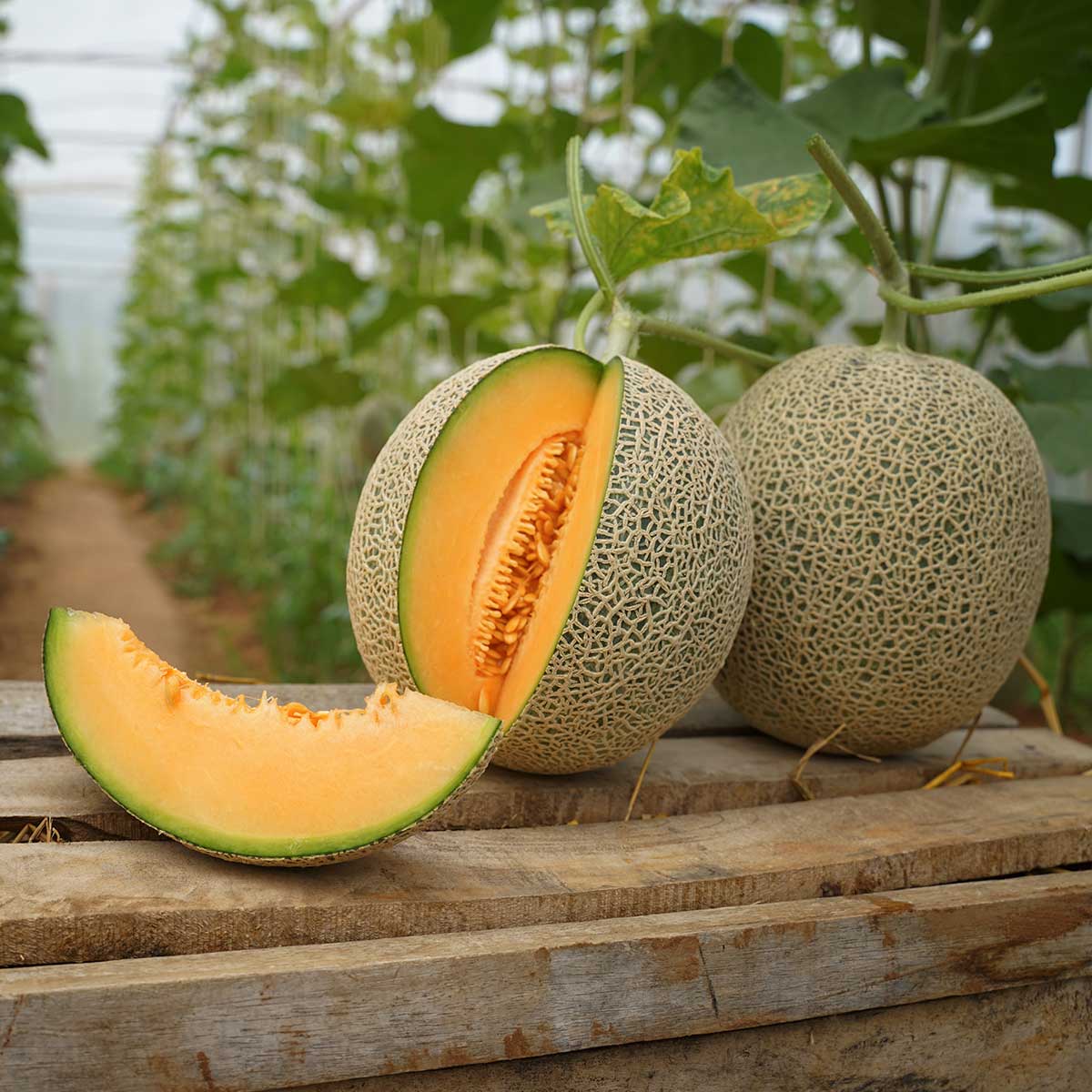 Formation en Culture du Melon