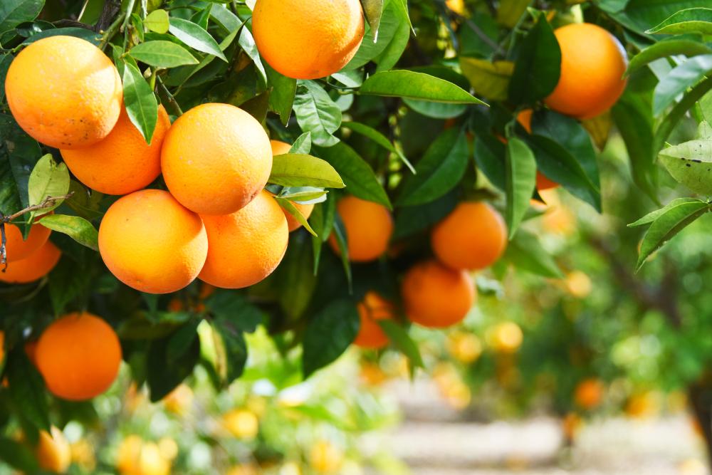 Formation en Culture de l'Orange