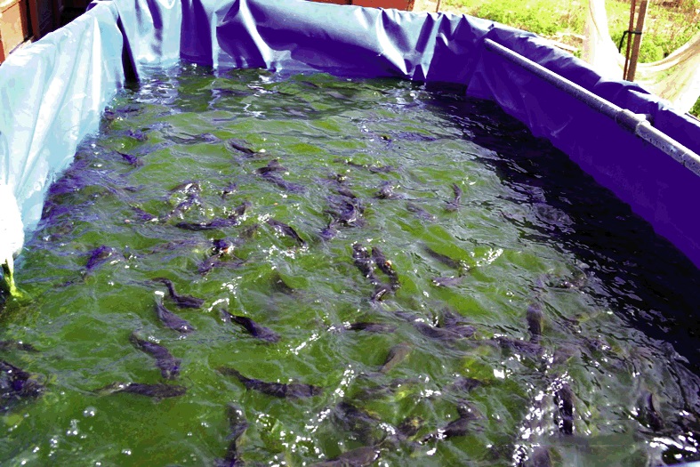 Formation en Pisciculture