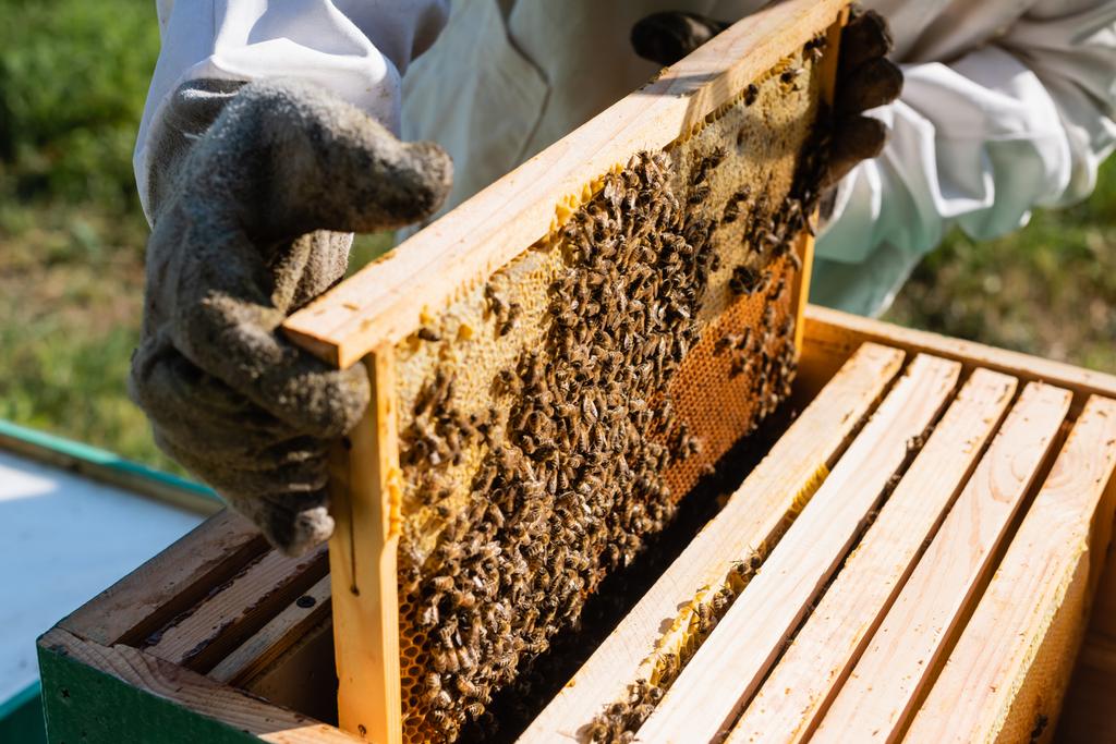 Guide pratique – Apiculture (élevage d’abeilles)