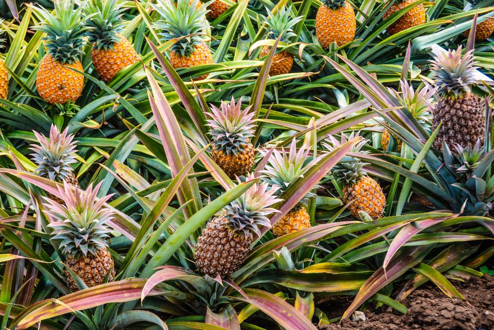 Guide pratique – Culture de l’ananas 🍍