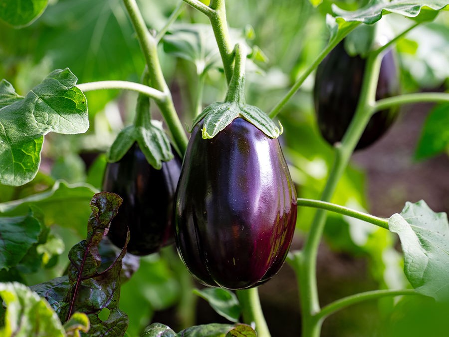 Guide pratique - Culture de l'aubergine