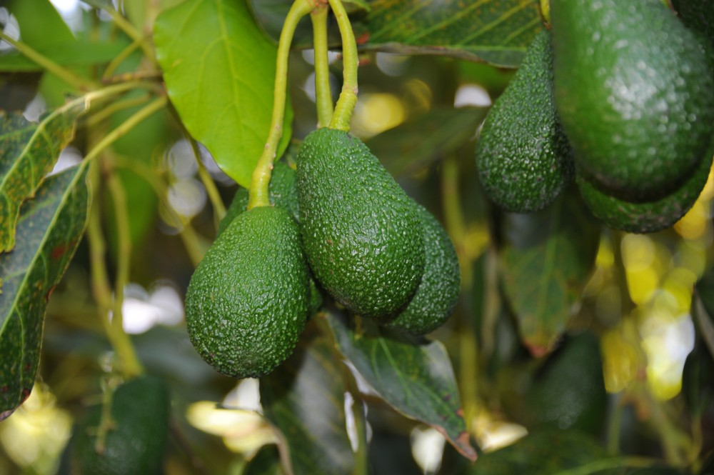 Guide pratique – Culture de l’avocat 🥑