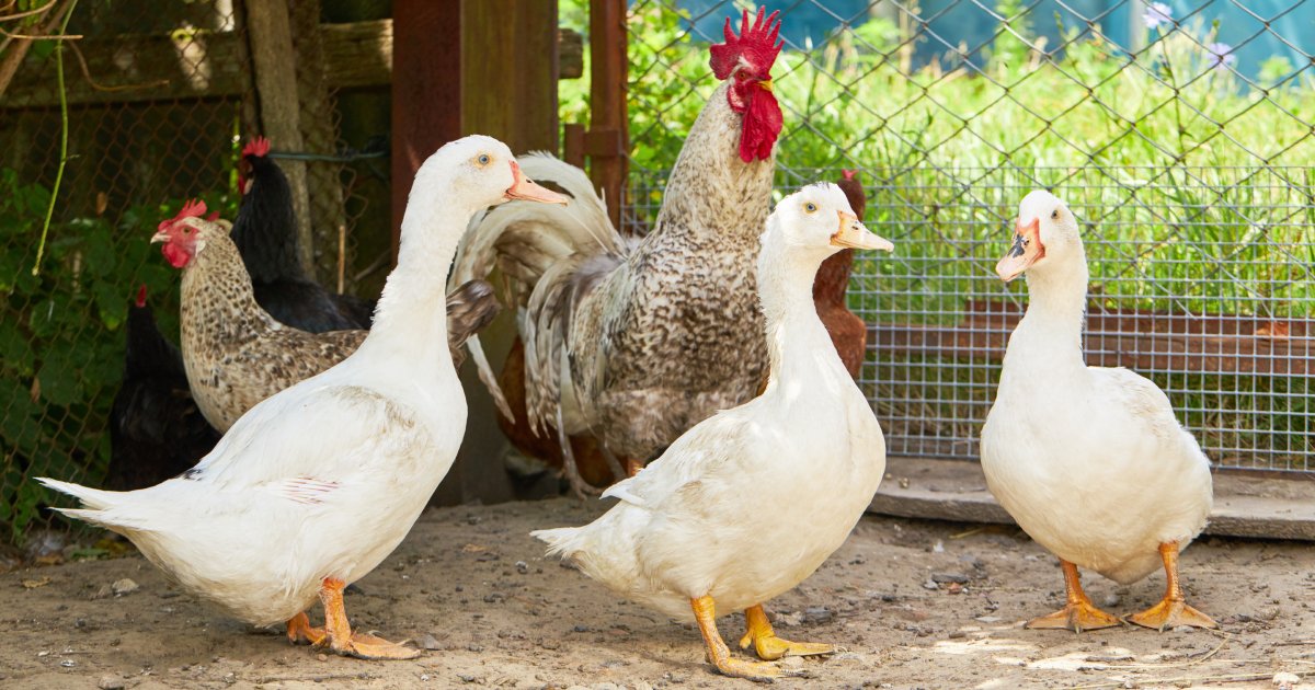 Guide pratique – Élevage de canards