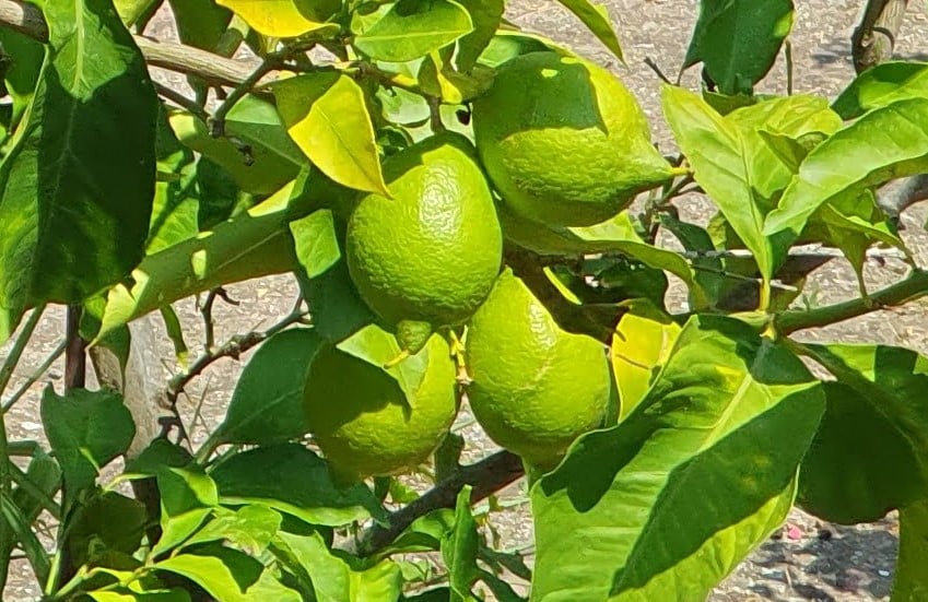 Guide pratique – Culture du citron 🍋