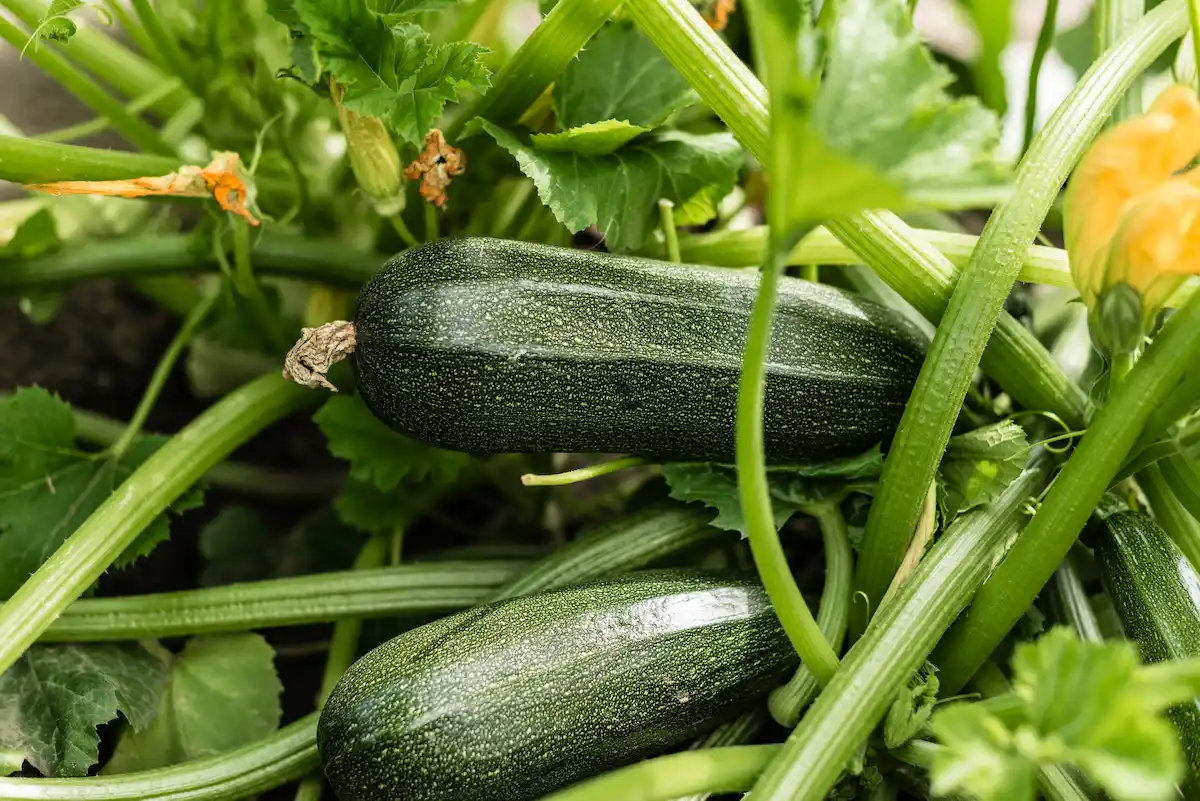 Guide pratique - Culture de la courgette
