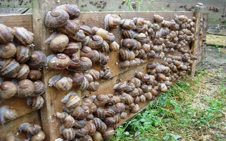 Guide pratique – Élevage d’escargots