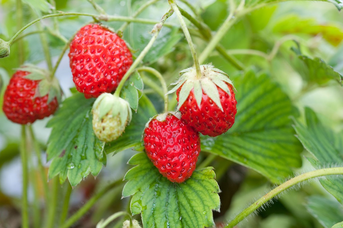 Guide pratique – Culture des fraises 🍓