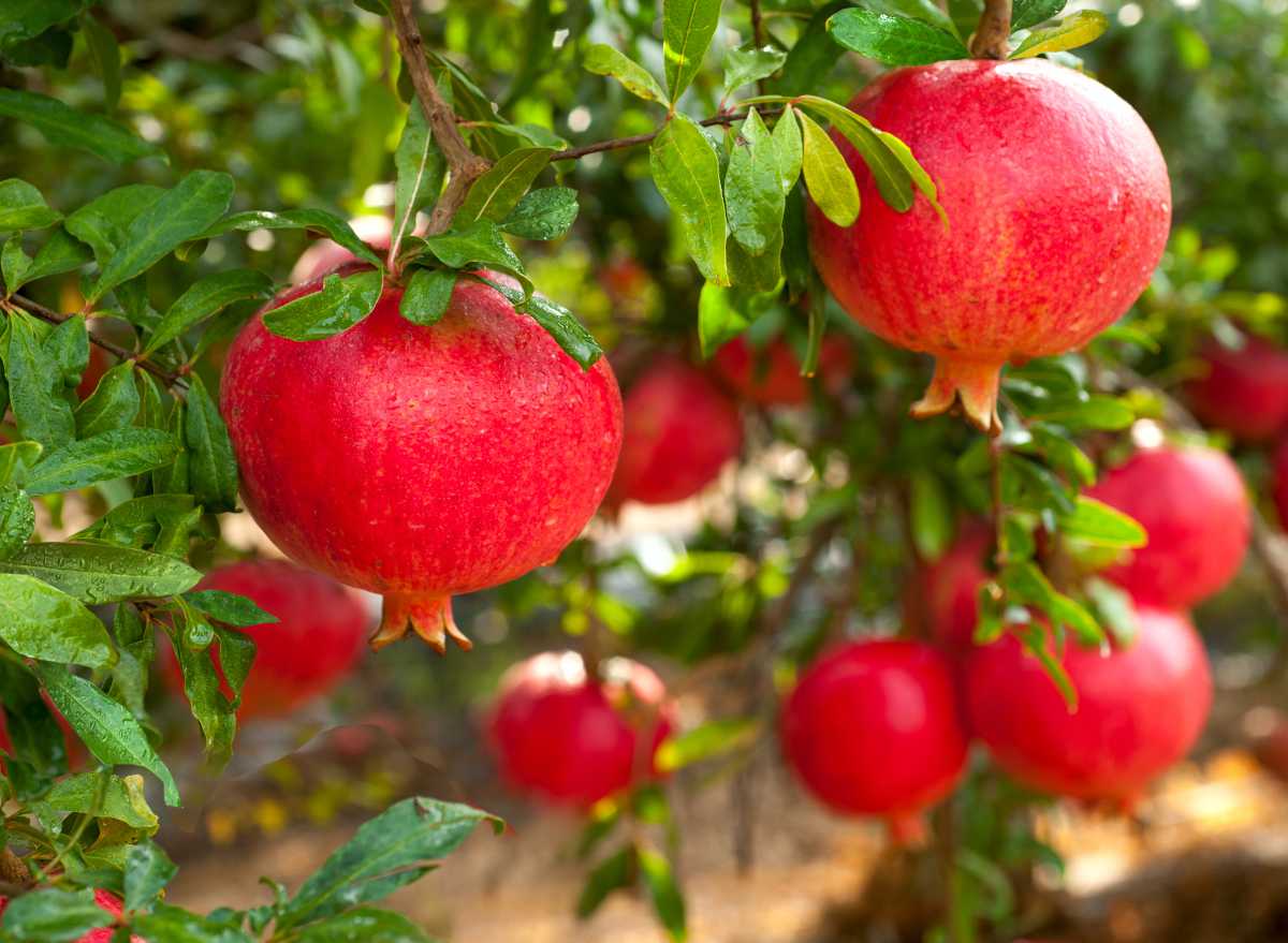 Guide pratique – Culture de la grenade 🍒