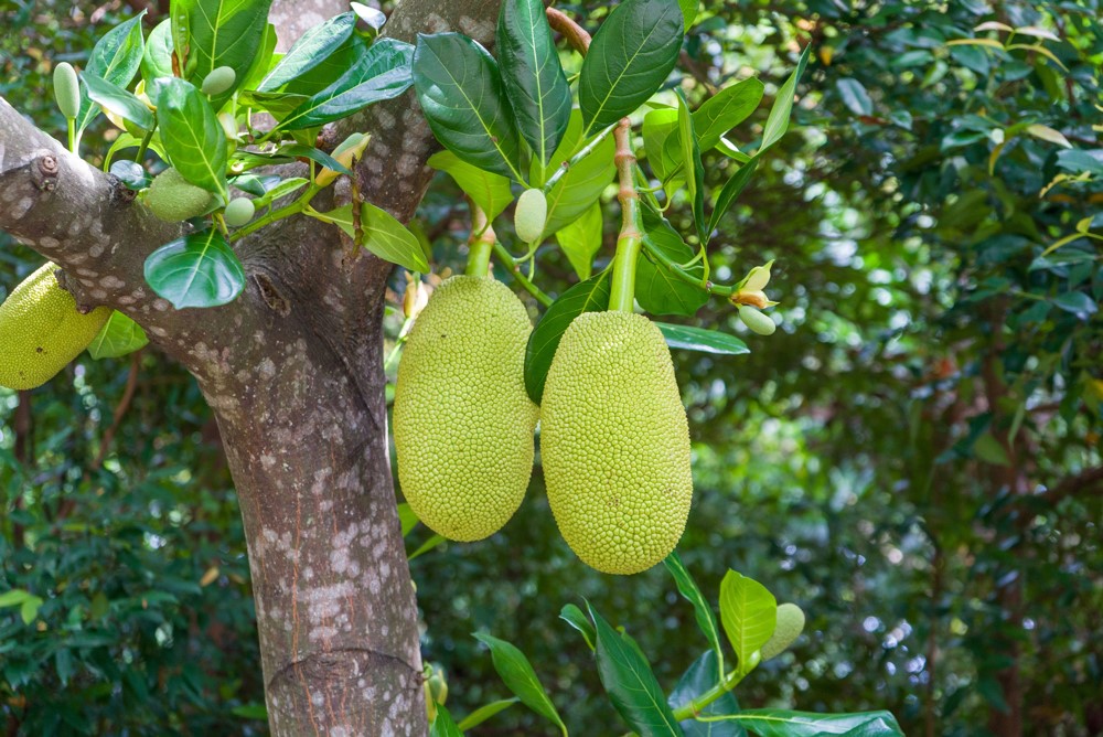 Guide pratique – Culture du jacquier 🍈