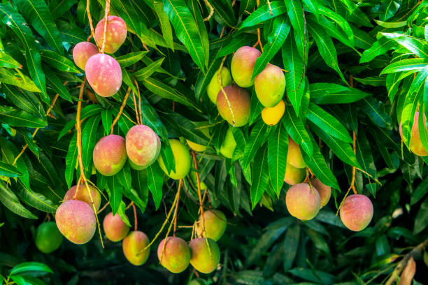 Guide pratique – Culture de la mangue 🥭