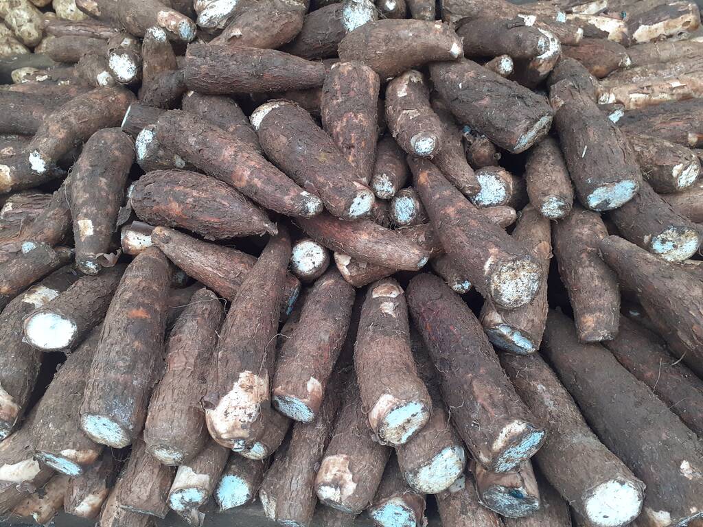 Guide pratique - Culture du manioc