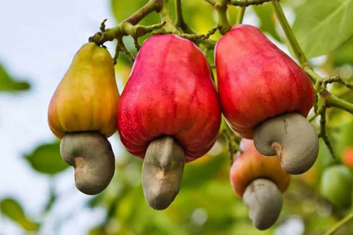 Guide pratique – Culture de l’anacarde (noix de cajou) 🌰