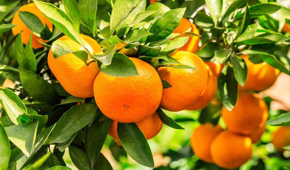Guide pratique – Culture des oranges 🍊