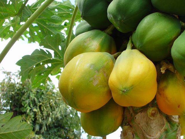 Guide pratique – Culture de la papaye 🍈