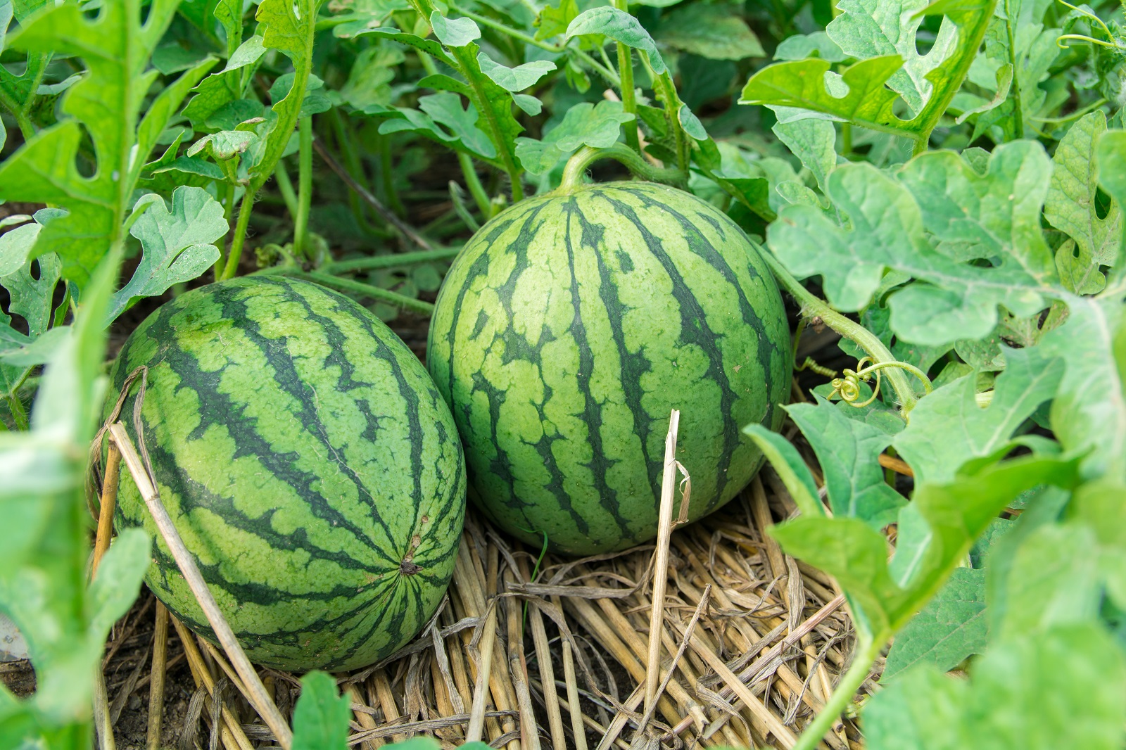 Guide pratique – Culture de la pastèque 🍉
