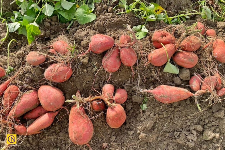 Guide pratique - Culture de la patate douce
