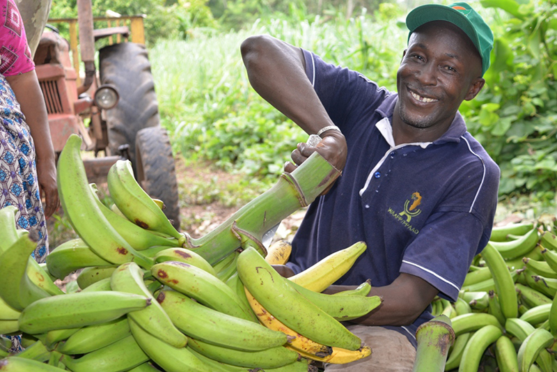 Guide pratique – Culture de la banane 🍌