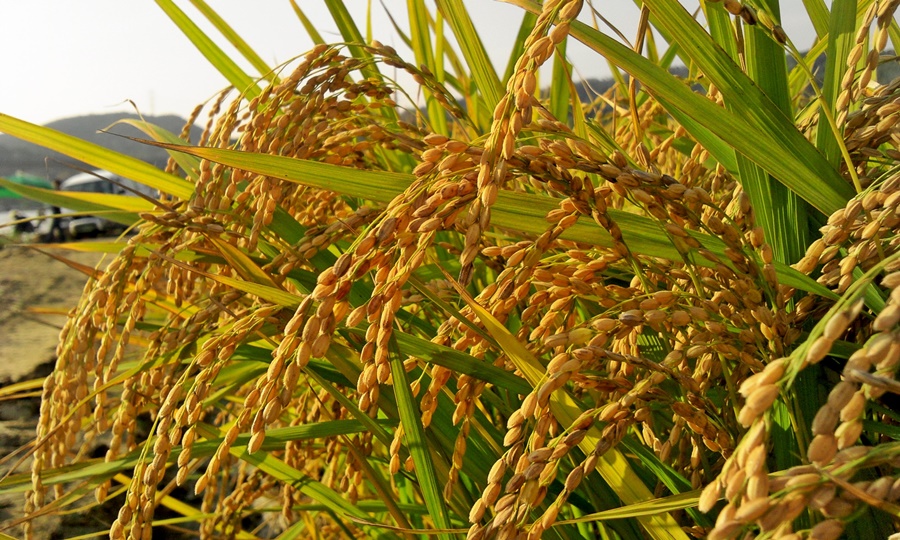 Guide pratique - Culture du riz