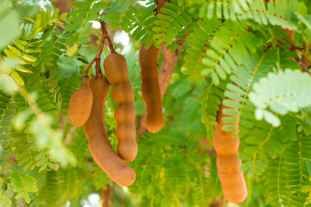 Guide pratique – Culture du tamarin 🍂