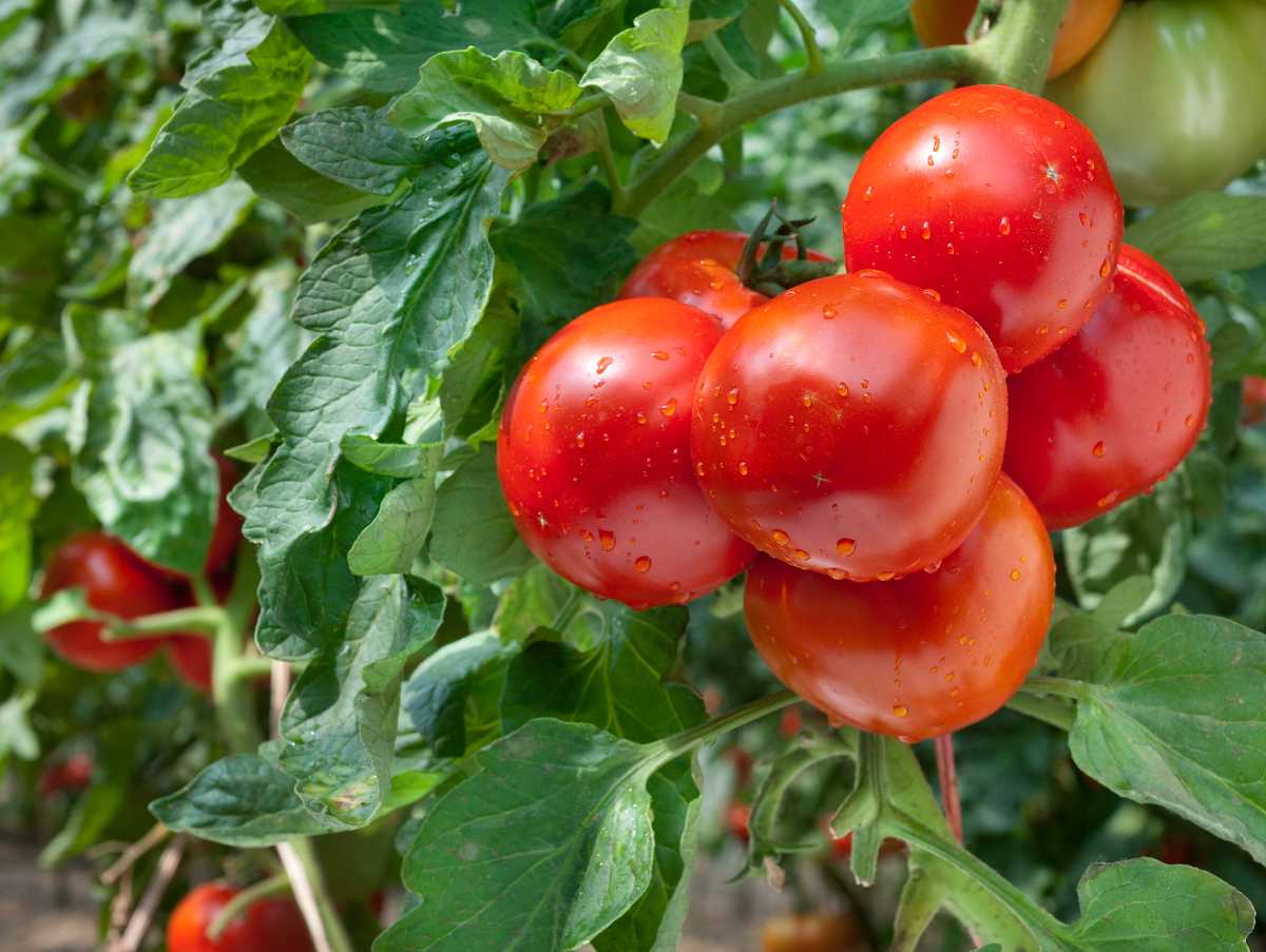 Guide pratique - Culture de la tomate