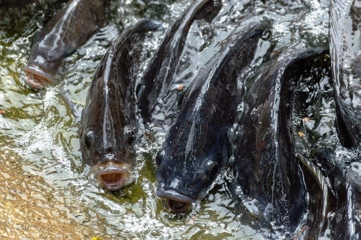 Pisciculture
