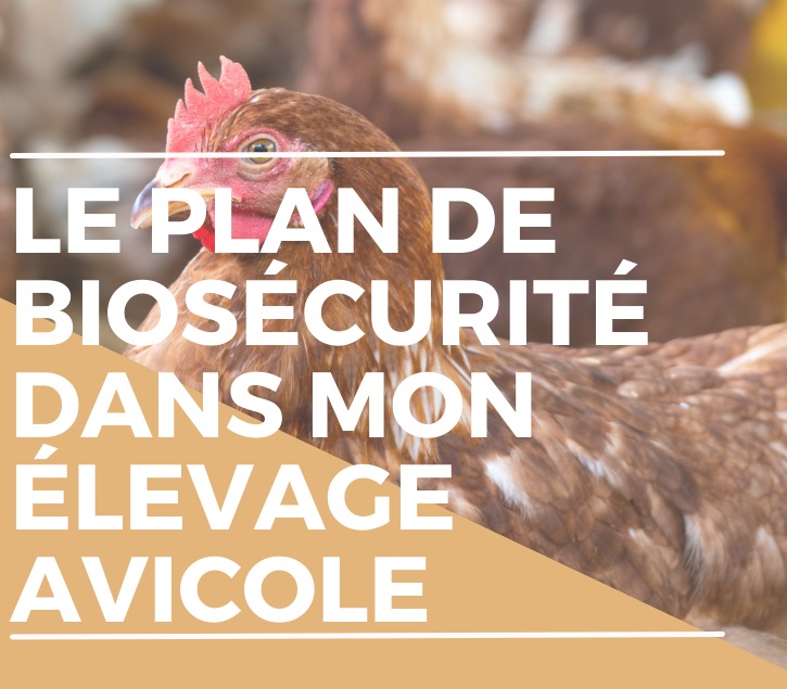 Biosécurité avicole