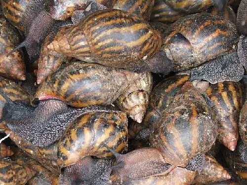 Élevage d'escargots
