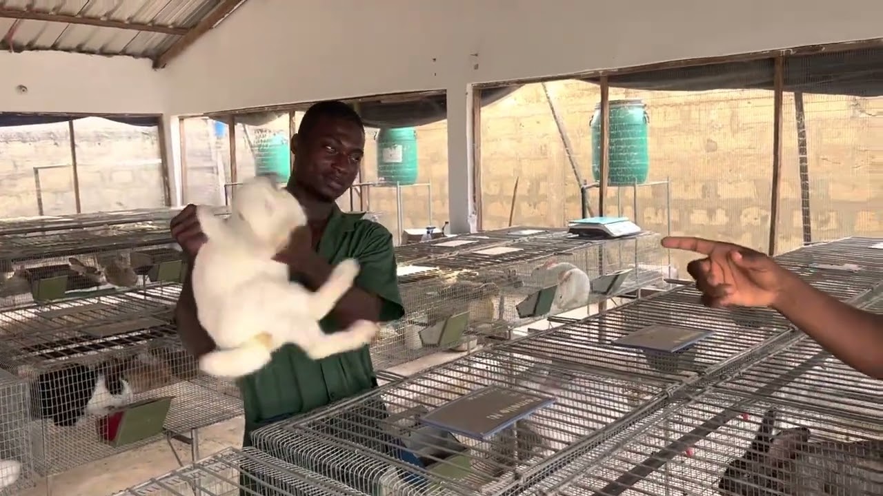 Élevage de lapins