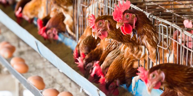 Poules pondeuses