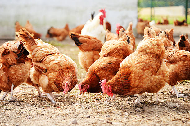 Poulets de chair