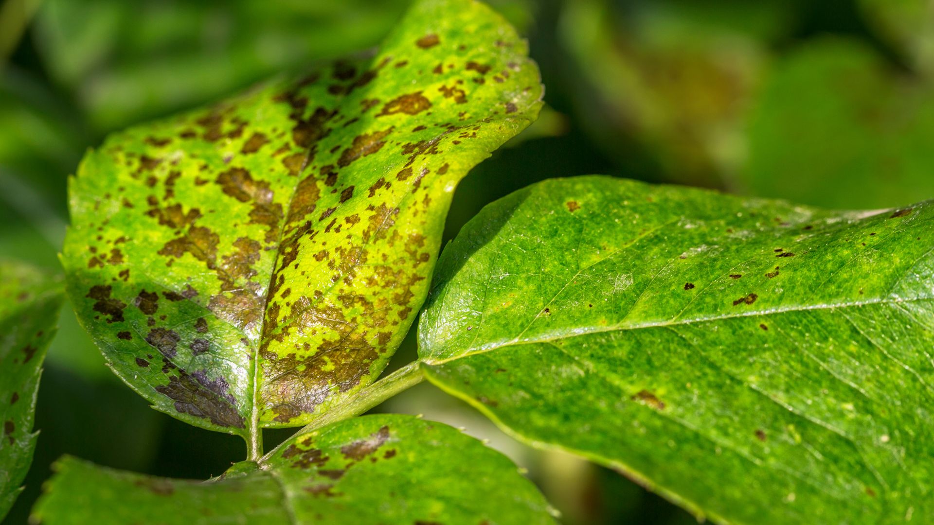 Gestion des ravageurs et maladies en maraîchage biologique