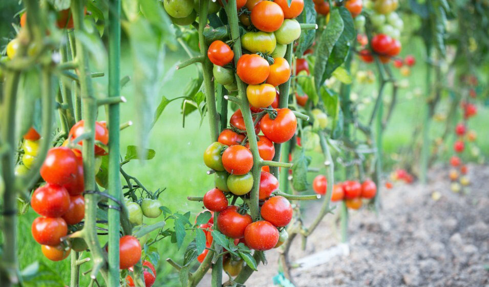 Pépinière de tomate