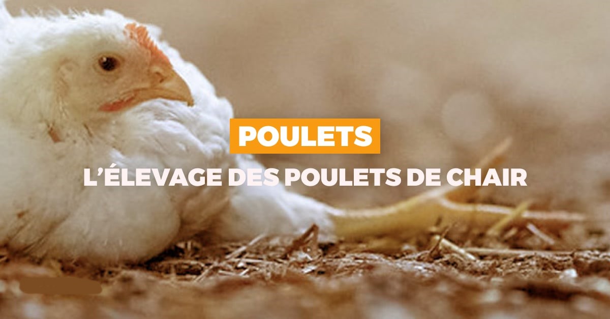 Production de provende