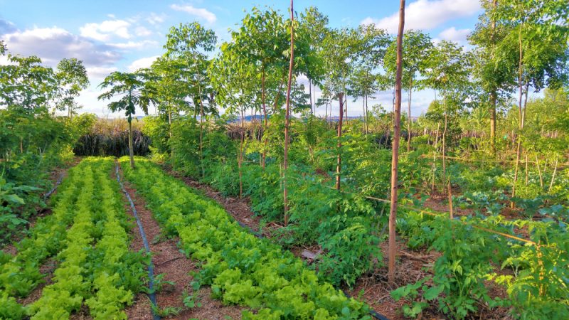 Agroforesterie
