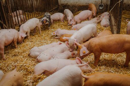 Reproduction animale