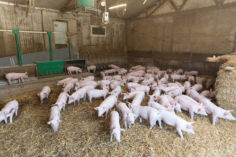 BSF alimentation porcine