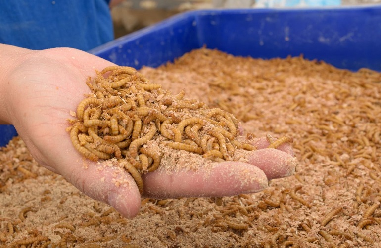 BSF pisciculture